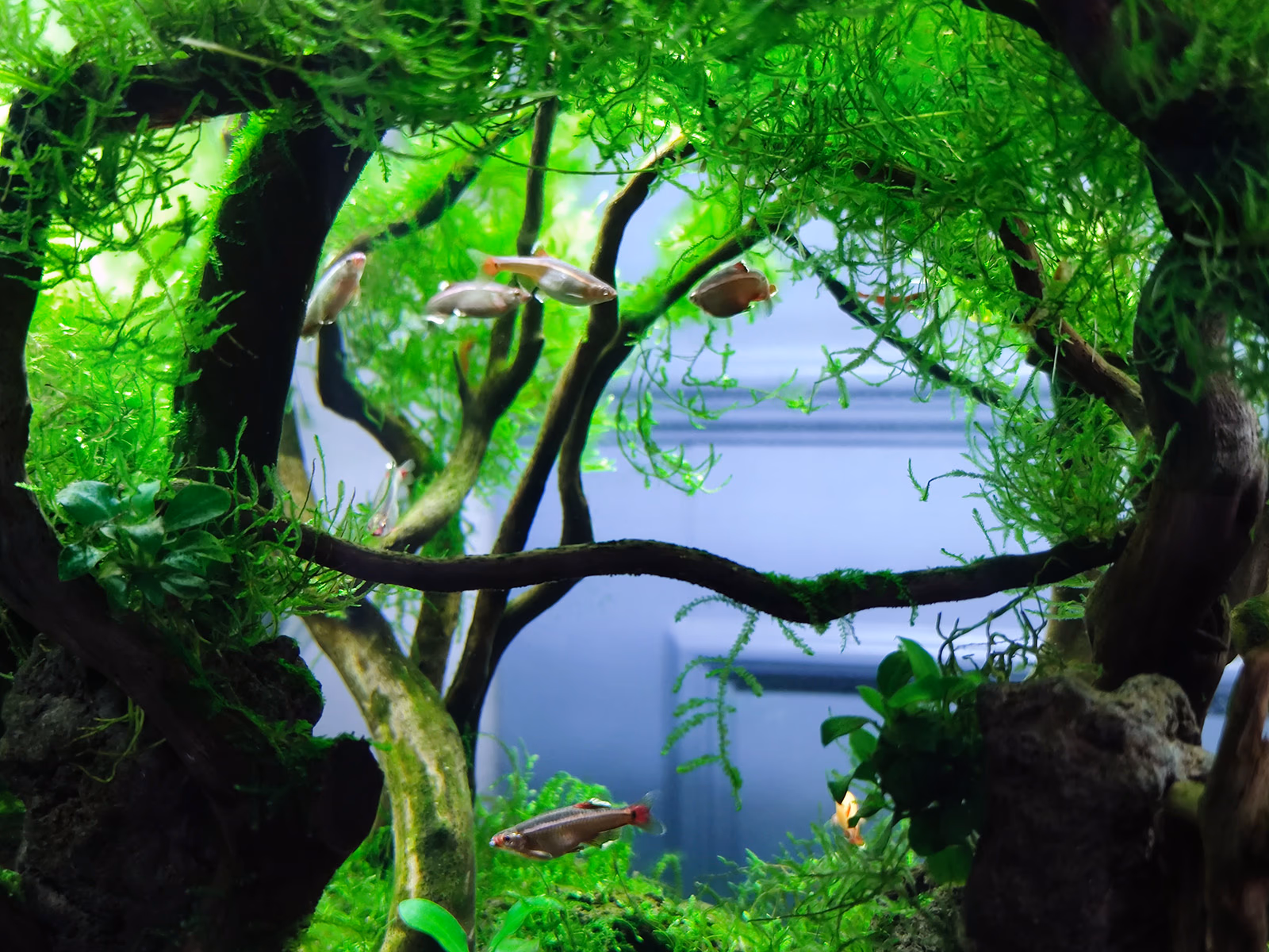 alt 水 清 鱼 靓 ( 误