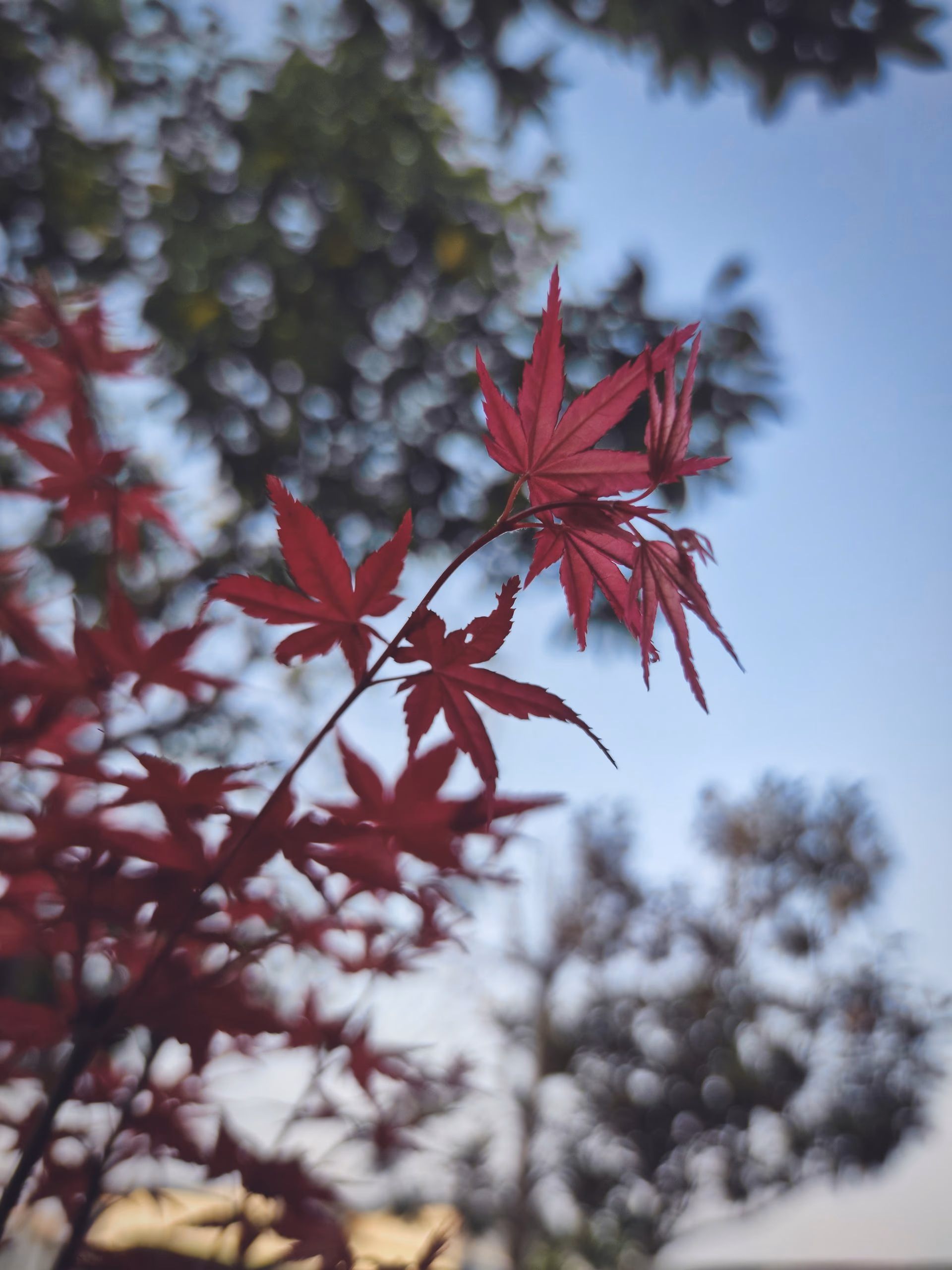 afternoon-tree.jpg