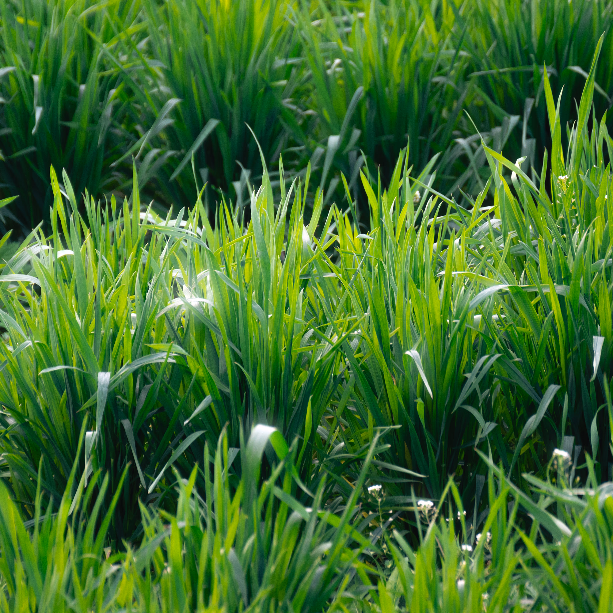 blooming-grasses.jpg