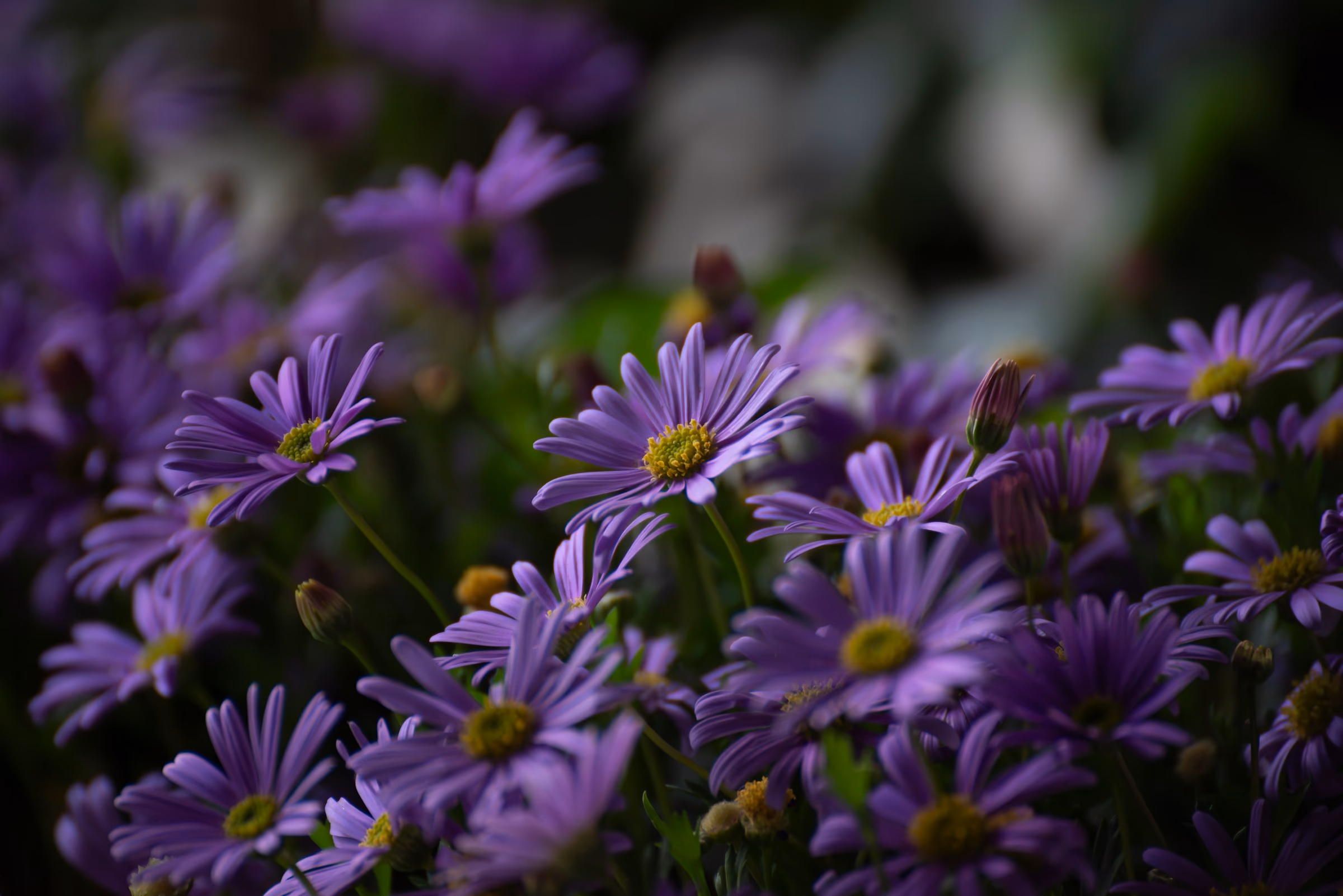 blooming-purple-flowers.jpg