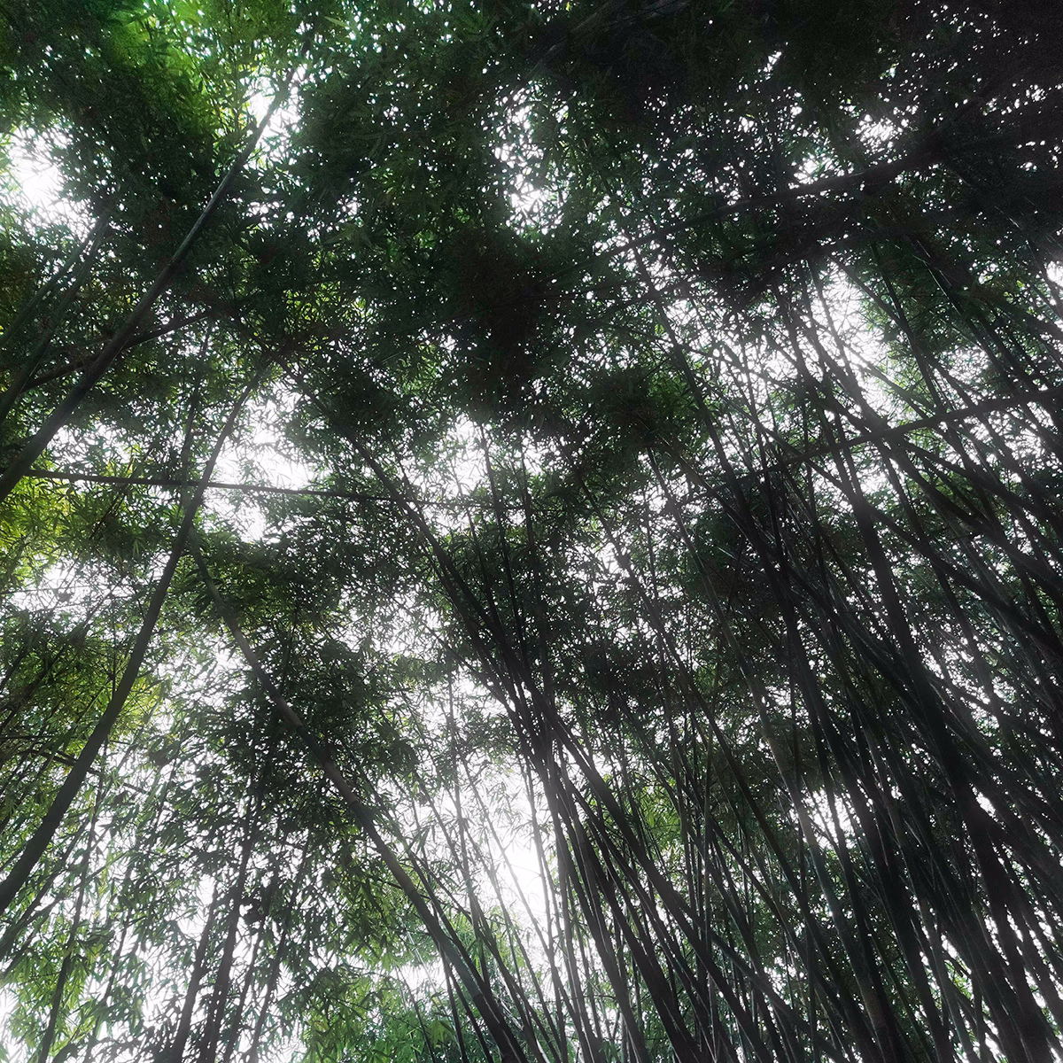 bye-2022-2-bamboo.jpg