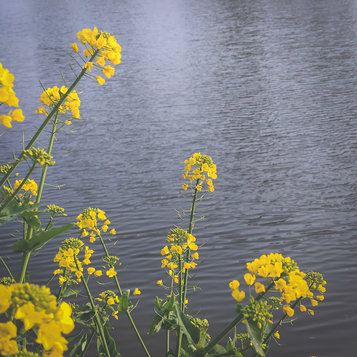 bye-2022-2-flower-1.jpg