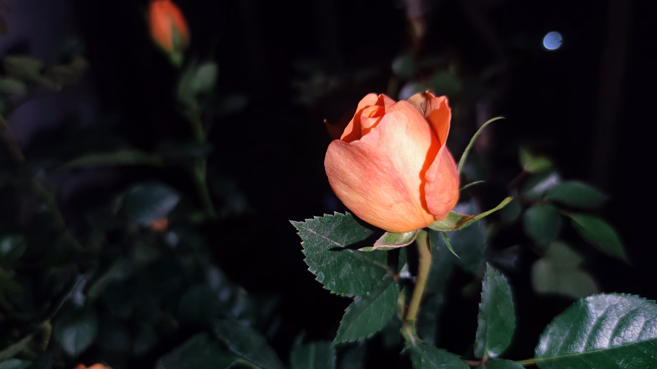 bye-2022-2-flower-2.jpg