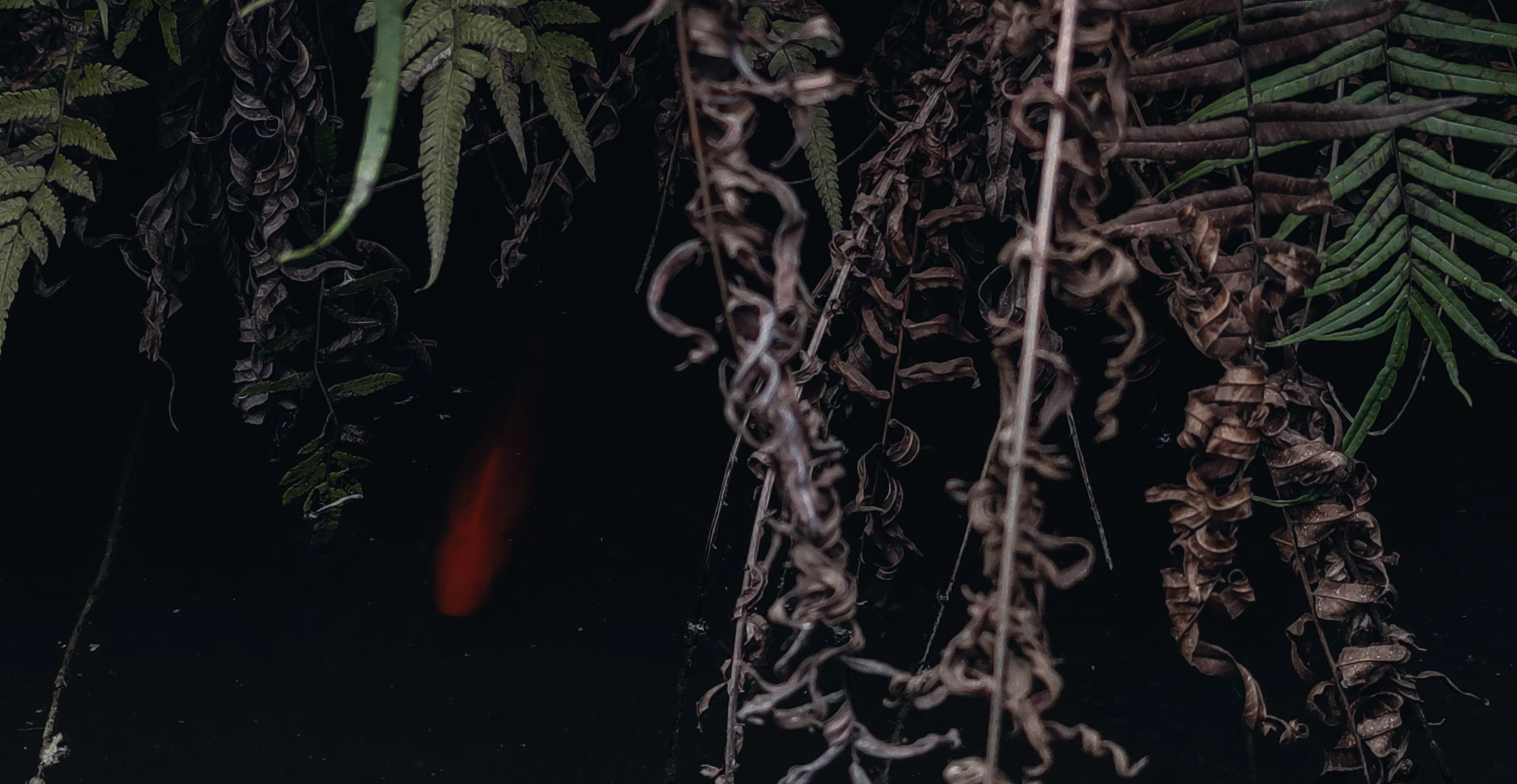 Cover image of 新年、期末