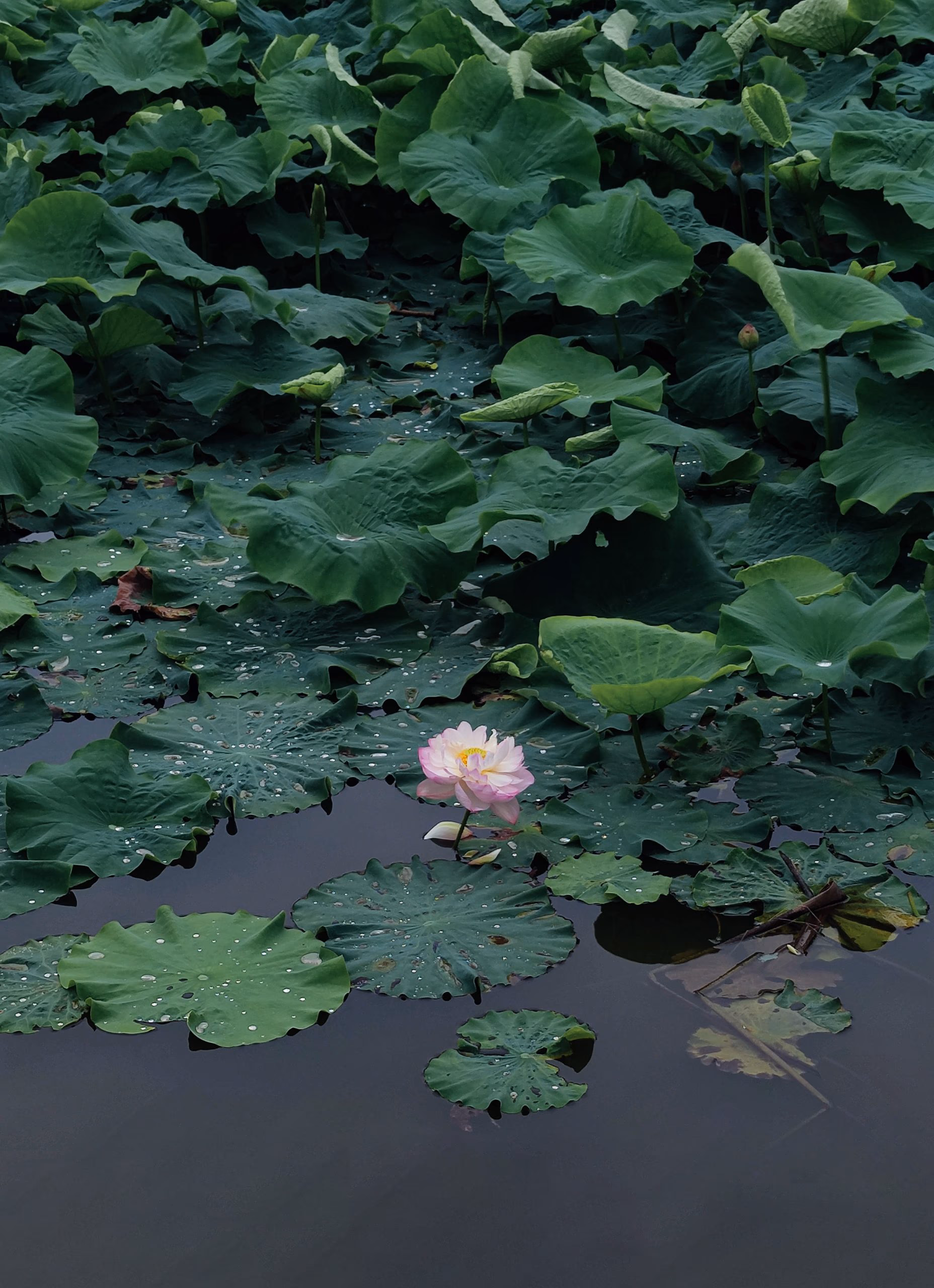 in-park.jpg