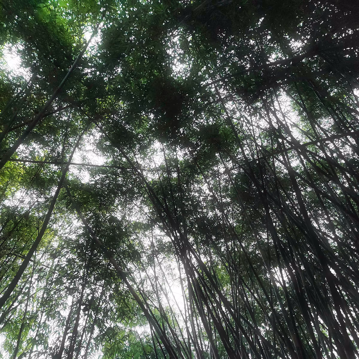 bye-2022-2-bamboo.jpg